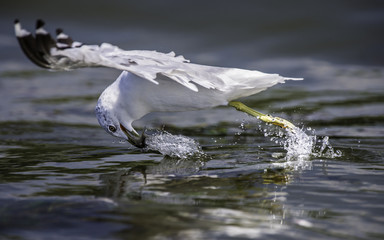 Seagull fishing