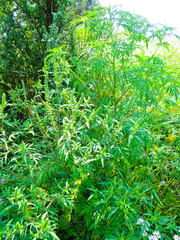 Ragweed, ambrosia plant (artemisiifolia)