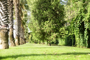 Sarmaşık bah&ccedil;e duvarı