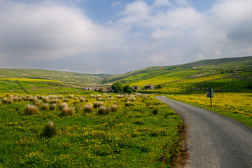Yorkshire Dales in Summer