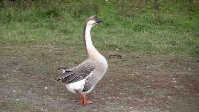 Beautiful grey goose pompous walking on green field in the countryside background in slow motion. Beautiful animal nature in village.