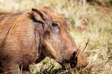 Close Up of The Common Warthog