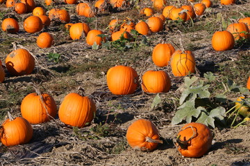 Reife Speisekürbisse auf einem Acker