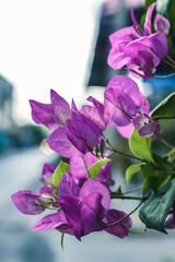 Pink, purple bougainvillea flowers