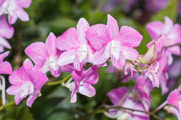Naklejka na ściany i meble Purple orchids bloom in the garden during the day during the sum