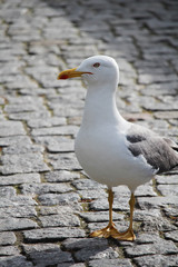 Fototapeta premium A big sea gull in Porto, Portugal