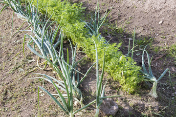 fresh vegetables in the garden