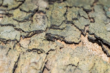 Camouflage pattern like Sycamore Platunus tree bark with fly