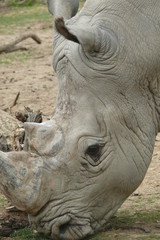 Obraz premium Rhinocéros