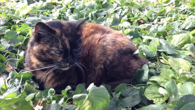 Gatto europeo tartarugato sbadiglia per il sonno