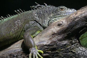 Caméléon