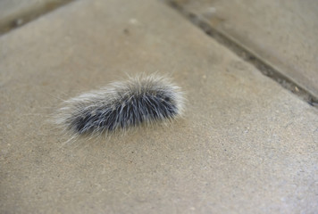 worm