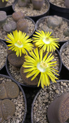 Obraz na płótnie Canvas Lebende Steine (Lithops) mit gelben Blüten