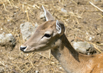 Fototapeta premium Red deer hind