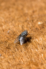 House fly on doormat