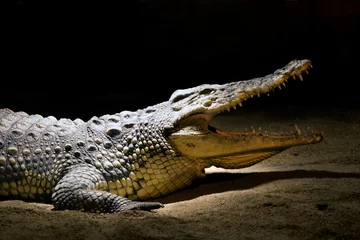 Zelfklevend Fotobehang Krokodil Krokodil