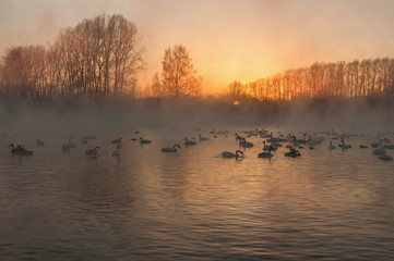 swan lake fog winter sunset