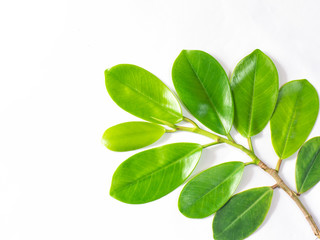 Leaves and  branch on white background
