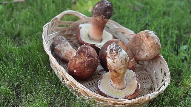 Porcini mushrooms freshly picked in basket on the lawn.