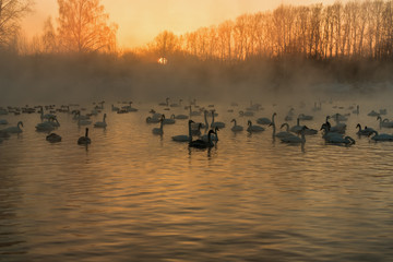 Naklejka premium swan lake fog winter sunset