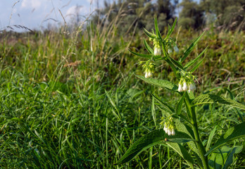 White blooming common comfrey at the slope of an embankment