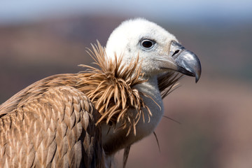 Griffon Vulture