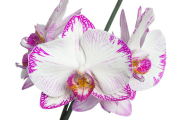 phalaenopsis orchid white with pink edges on a white background