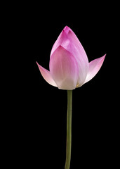 Closeup of lotus
