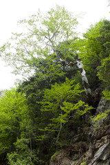 Poplar tree in a mountainside in the middle of a forest