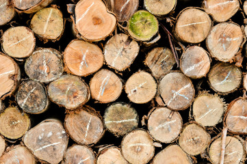 timber prepare for make wooden furniture, bark background