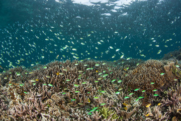 Naklejka na ściany i meble Schooling Reef Fish Above Beautiful Reef in Raja Ampat