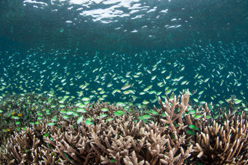 Fototapeta na wymiar Schooling Damselfish Above Reef in Raja Ampat