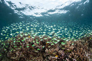 School of Blue-Green Damselfish 