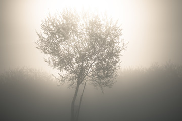 Arbre dans la brume