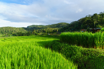 Fototapeta na wymiar Rice terraces in chiang mai, thailand