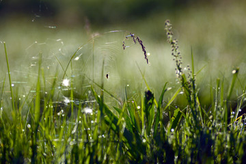 Cobweb and spider on the grass