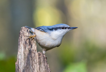 Nuthatch