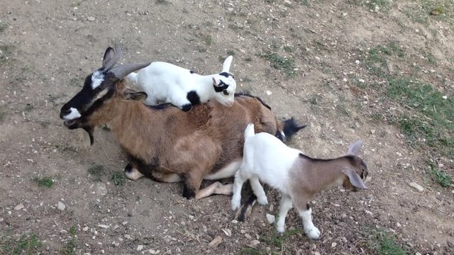 Caprette nane si divertono sopra la schiena della madre