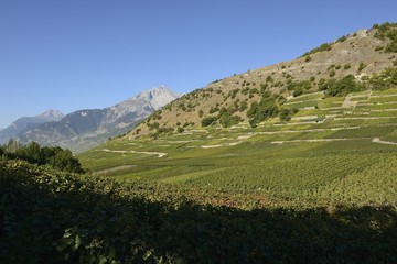 Obraz premium Vignoble à Savièse, Suisse, Valais