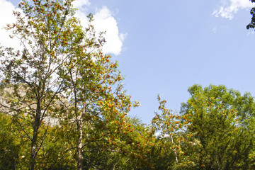 Rowan trees with its orange balls in the Pyrenees, Spain