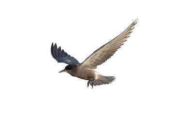 Black tern, Chlidonias niger