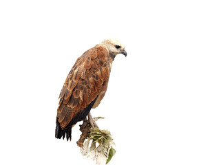 Black-collared hawk, Busarellus nigricollis
