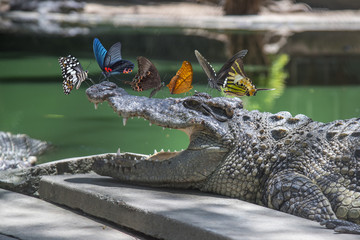Butterfly on crocodile