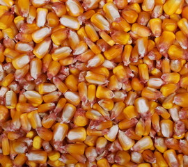 Corn grains texture and background