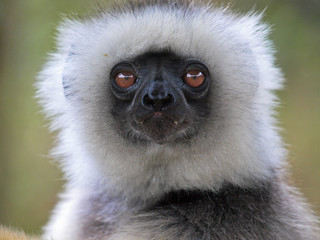 Lemur - Schwarzweißer Vari (Varecia variegata)