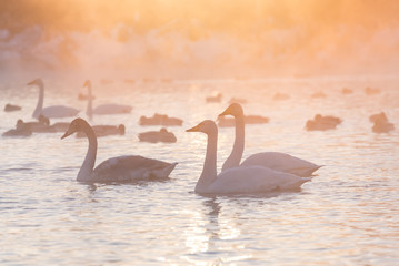 swans lake fog winter sunset