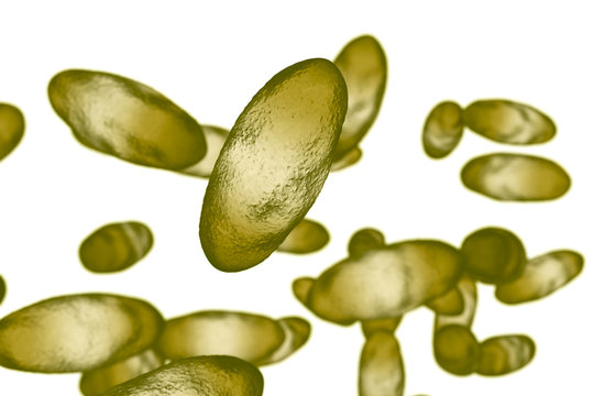 Bubonic plague bacteria Yersinia pestis