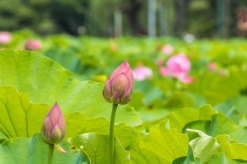 The bud of a lotus flower.Background is the lotus leaf and lotus flower and tree.