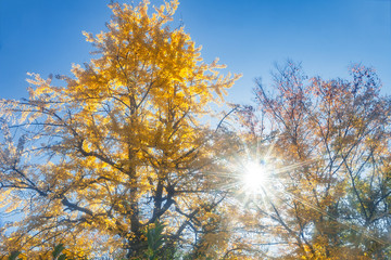 イチョウの黄葉と太陽の光芒