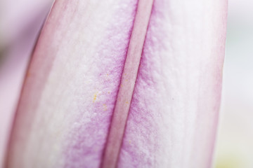Macro texture pink petal flower macro still